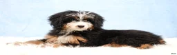 Mini Bernedoodle dogs for sale: Dylan - Ad 2