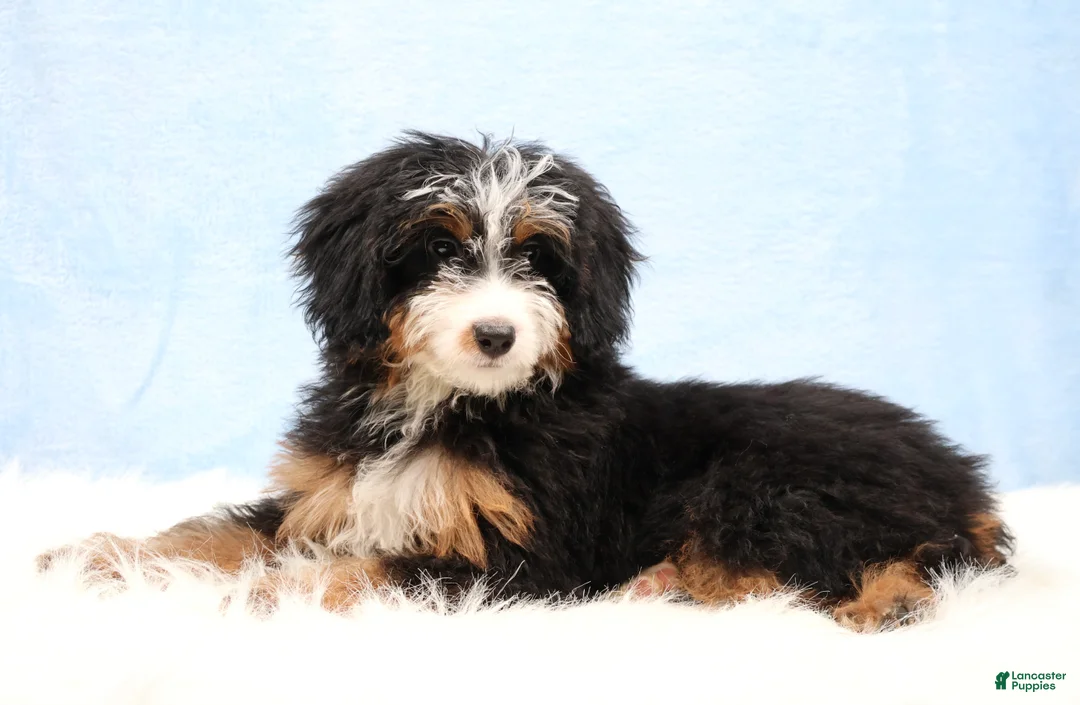 Mini Bernedoodle dogs for sale: Dylan - Ad 2