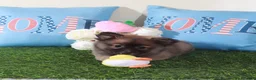 Pomeranian dogs for sale: Foxy-Darling Little Female ACA Pomeranian Puppy - Ad 5