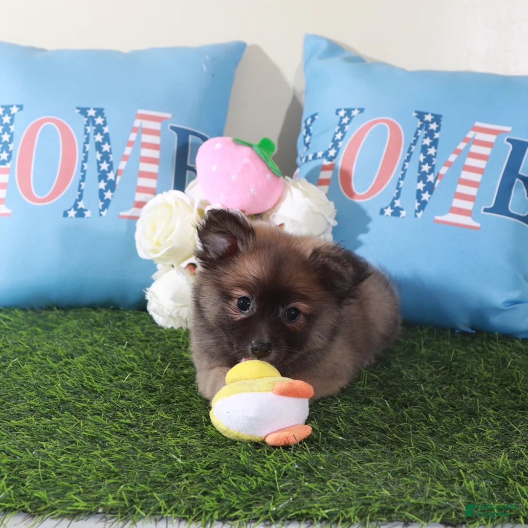 Pomeranian dogs for sale: Foxy-Darling Little Female ACA Pomeranian Puppy - Ad 5