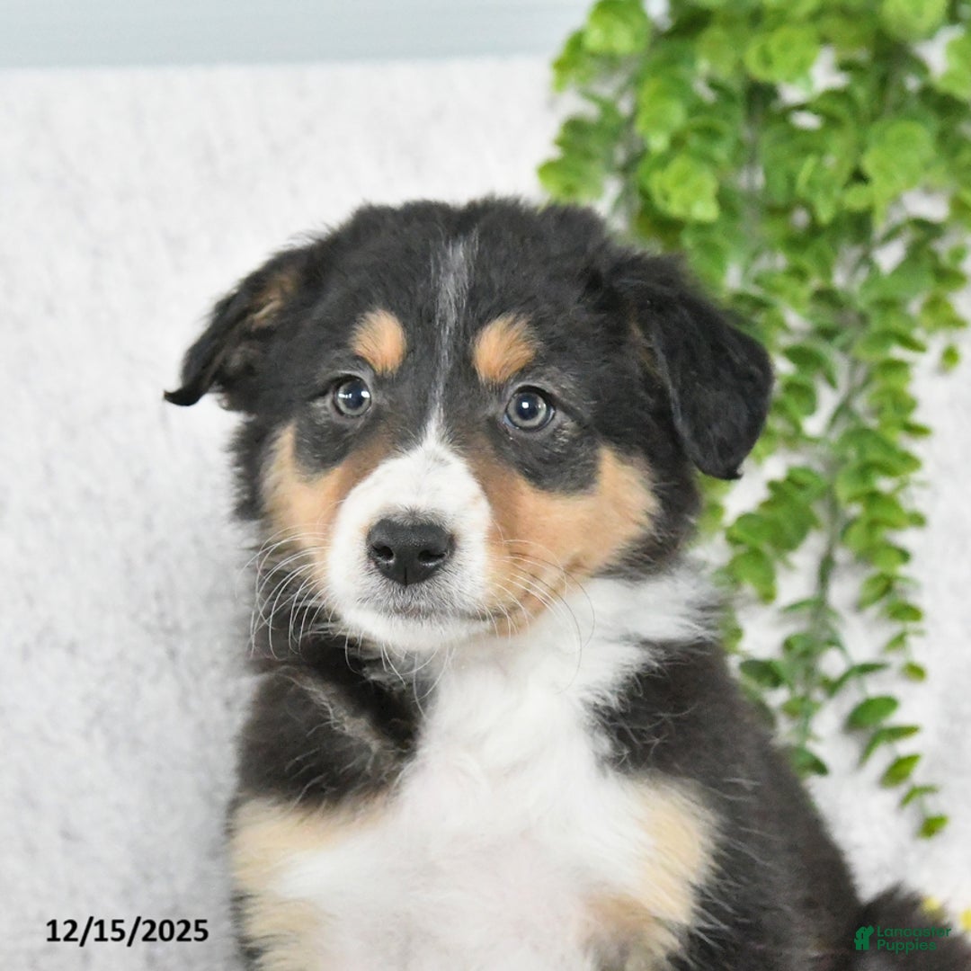 Border Collie dogs for sale: Lucy - Ad 3