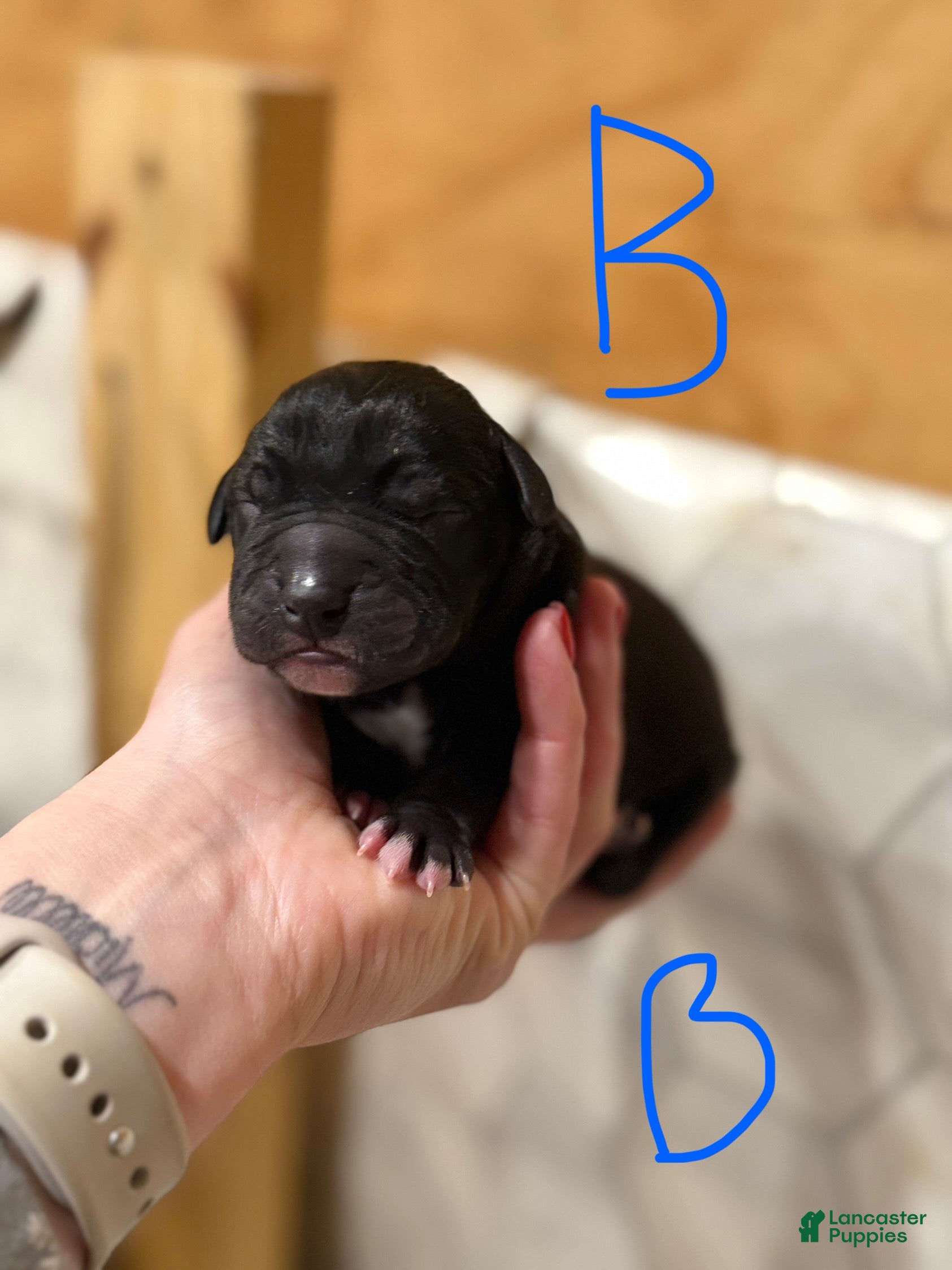 Great Dane dogs Great Dane Puppy 6 - Ad 35