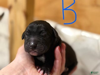 Great Dane dogs Great Dane Puppy 6 - Ad 35