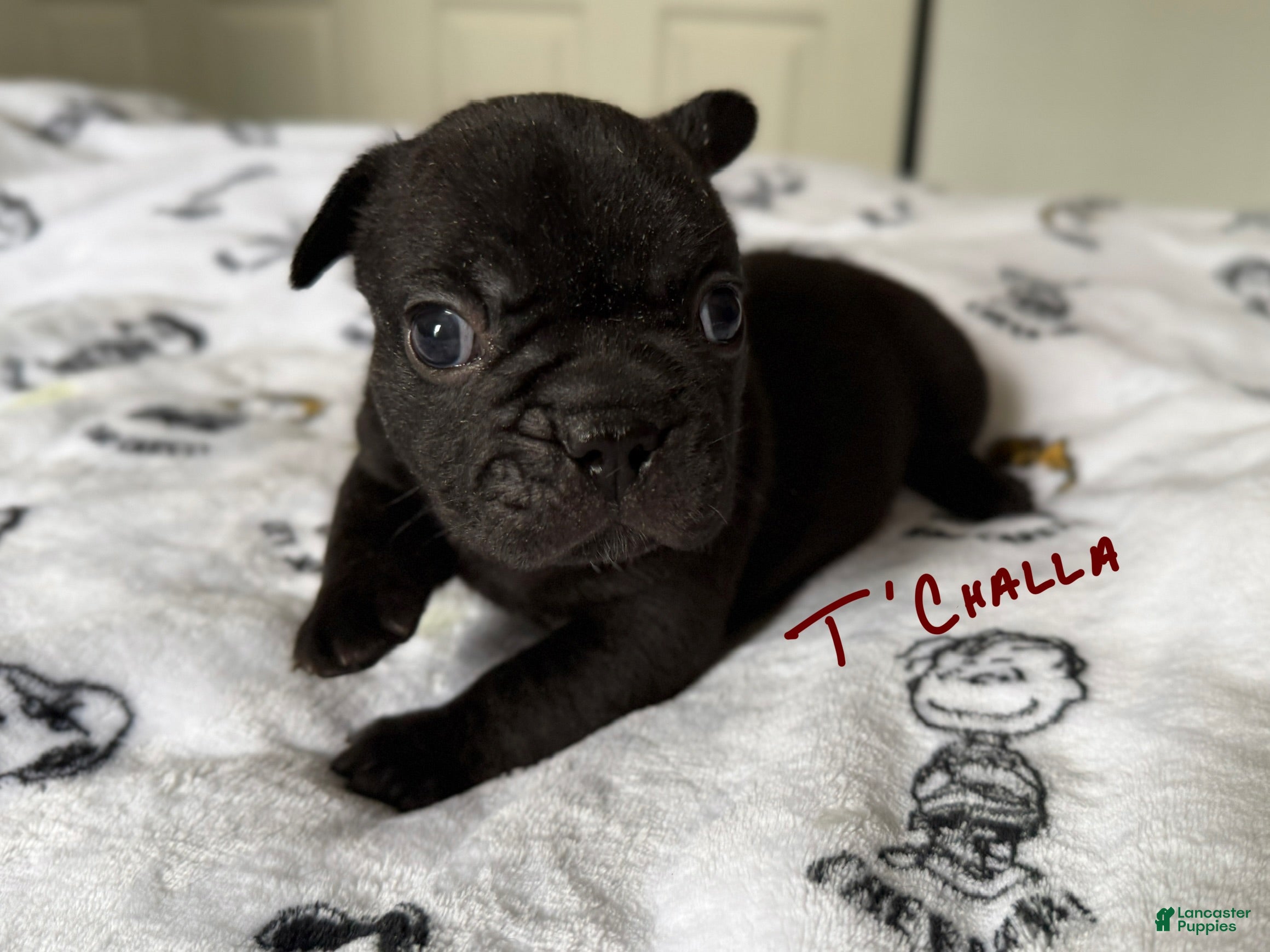 French Bulldog dogs T’Challa - Ad 1