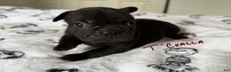 French Bulldog dogs for sale: T’Challa - Ad 1