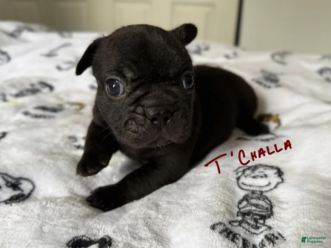 French Bulldog dogs for sale: T’Challa - Ad 1