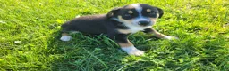 Sheprador dogs for sale: Kim - Ad 1