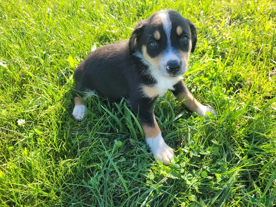Sheprador dogs for sale: Kim - Ad 1