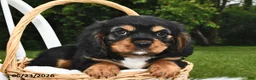 Beaglier dogs for sale: Cory - Ad 4