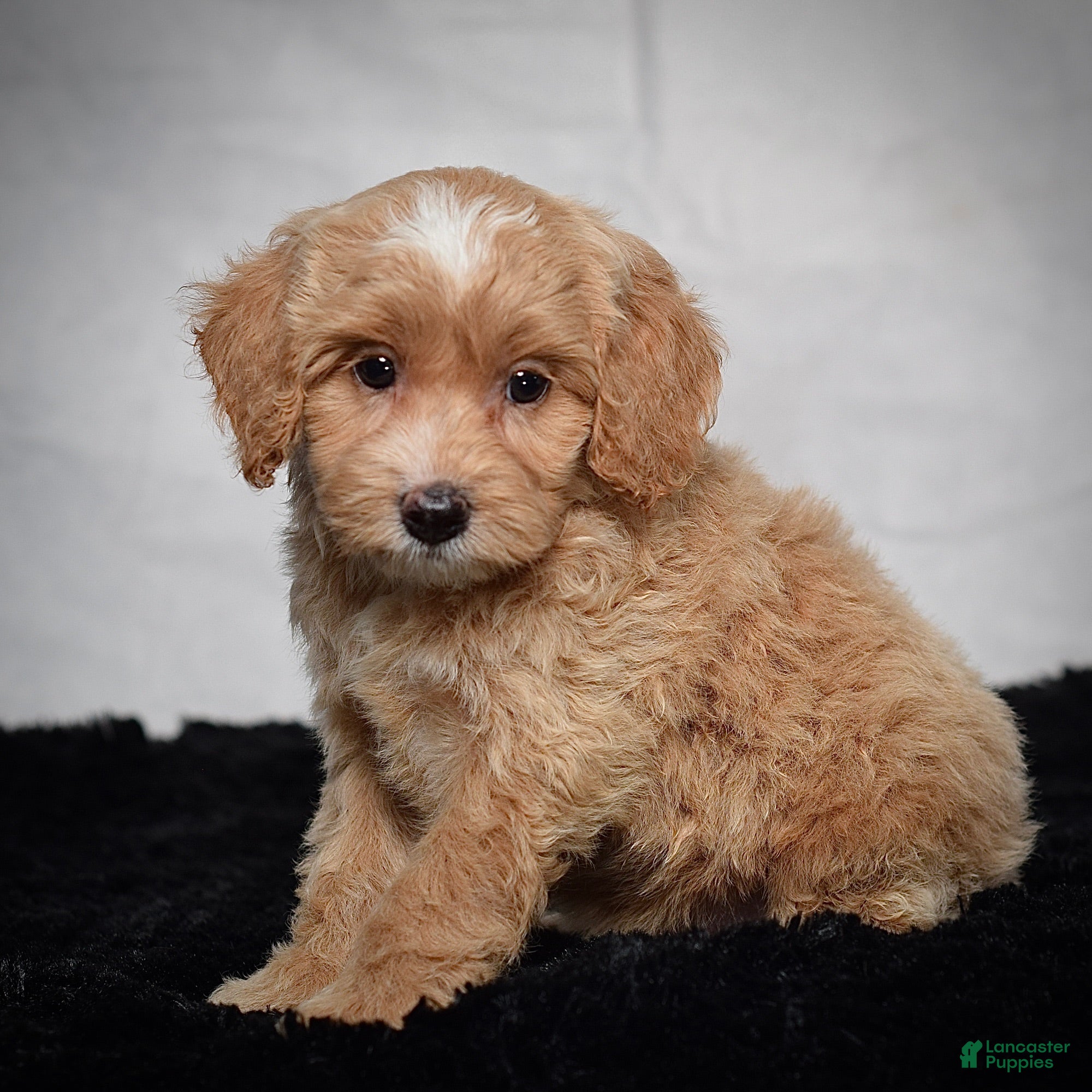 Cavapoo dogs Winston - Ad 2