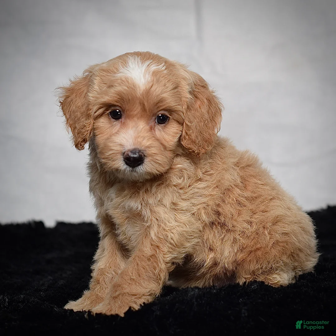 Cavapoo dogs for sale: Winston - Ad 2
