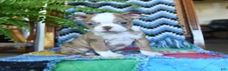 Boston Terrier dogs for sale: Harley - Ad 1