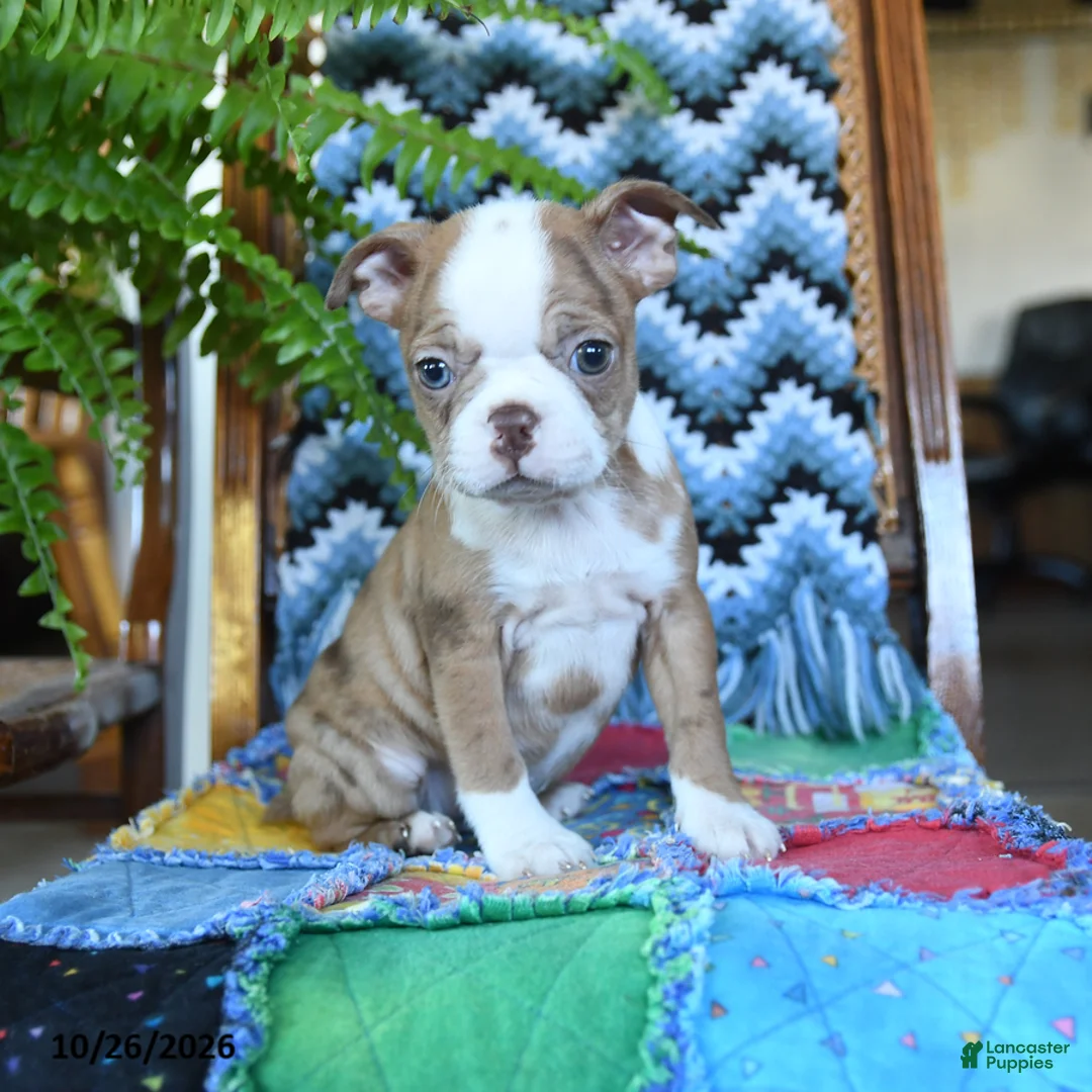 Boston Terrier dogs for sale: Harley - Ad 1