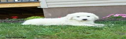 Maremma Sheepdog dogs for sale: Ernie - Ad 4
