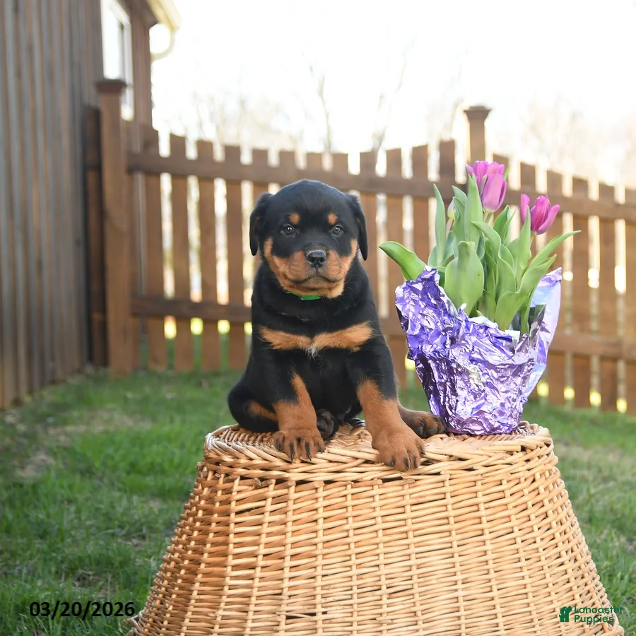 Rottweiler dogs Ludwig - Ad 1
