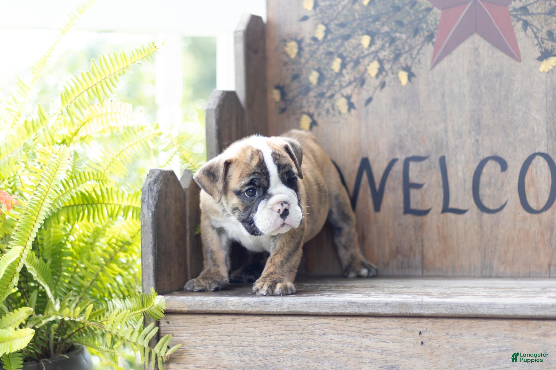 English Bulldog dogs English Bulldog 1 - Ad 2