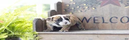 English Bulldog dogs for sale: English Bulldog 1 - Ad 2