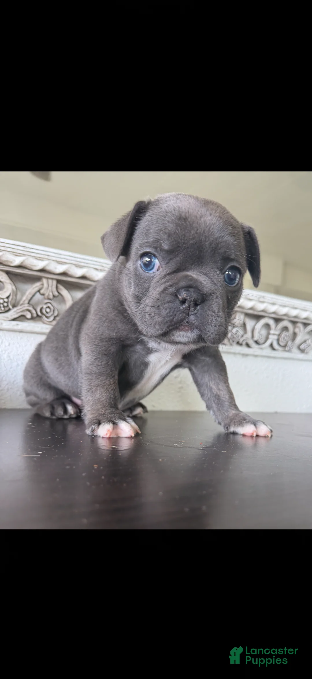 French Bulldog dogs for sale: French Bulldog Puppy 2 - Ad 2