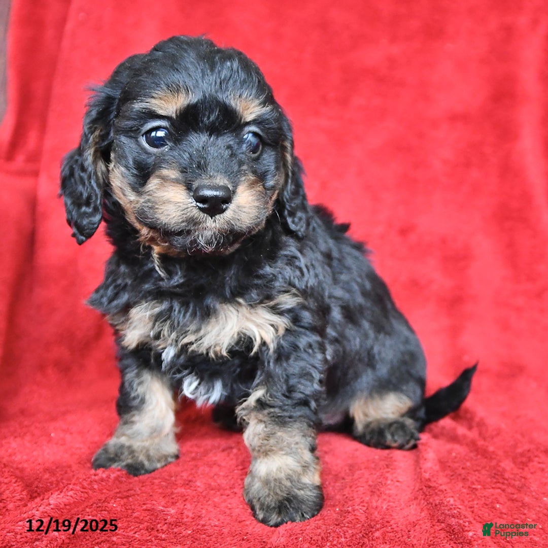 Cavapoo dogs for sale: Griffin - Ad 4