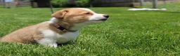 Welsh Corgi Pembroke dogs for sale: Shophie  - Ad 11