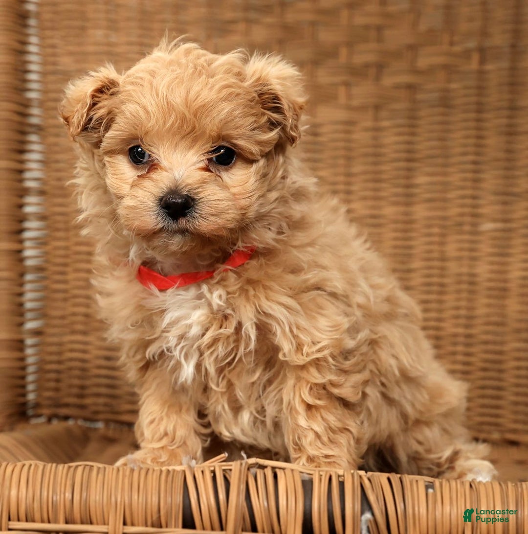 Maltipoo dogs for sale: Nova - Ad 9