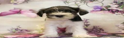 Miniature Schnauzer dogs for sale: Sienna - Ad 4