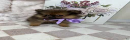 Pomeranian dogs for sale: CoCo - Ad 11