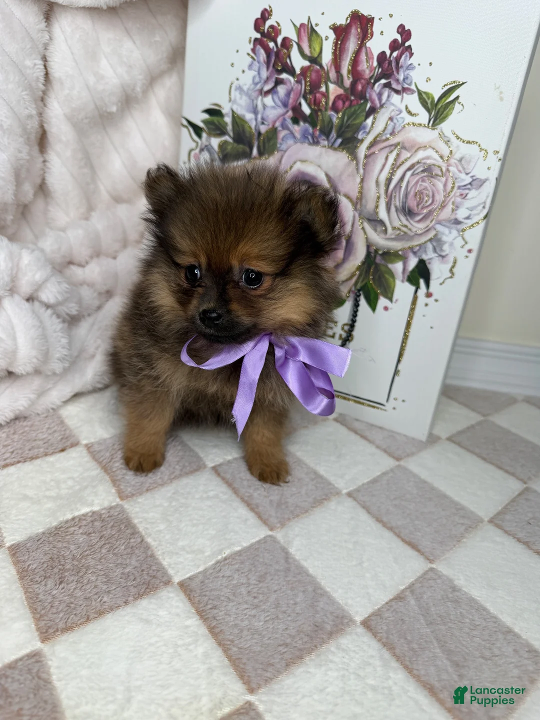 Pomeranian dogs for sale: CoCo - Ad 11