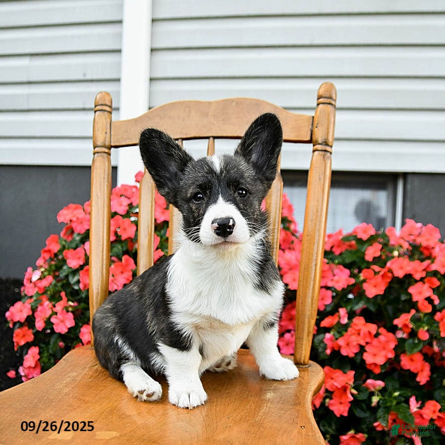 Puppies for sale under $500 Lancaster Puppies