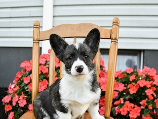 Welsh Corgi Pembroke dogs - Ad 4