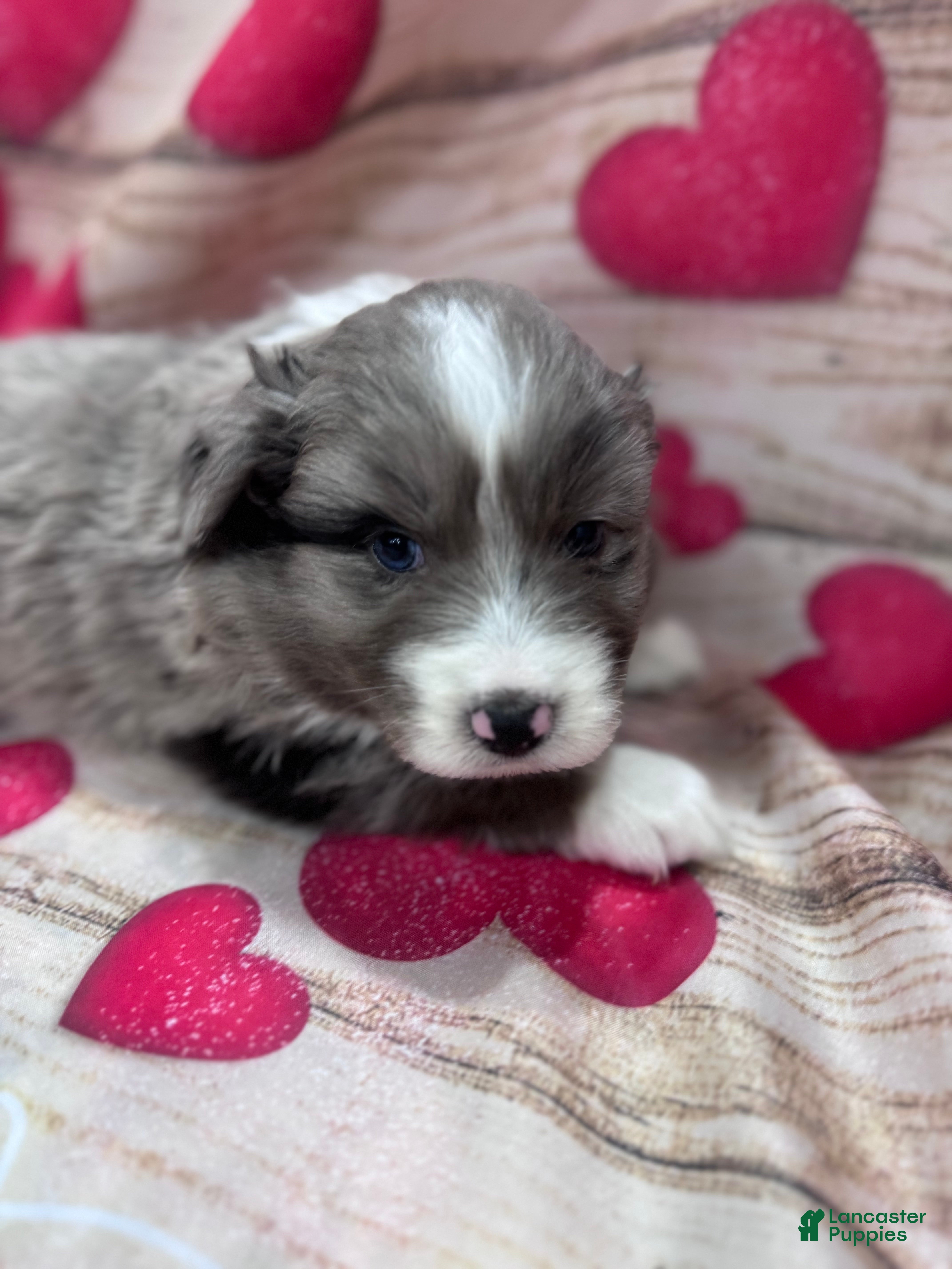 Australian Shepherd dogs Standard Australian Shepherd Puppy - Lime Green Collar - Ad 28