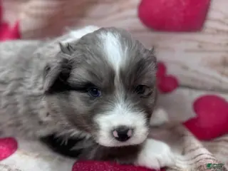 Australian Shepherd dogs Standard Australian Shepherd Puppy - Lime Green Collar - Ad 28