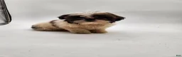 Shih Tzu dogs for sale: Luna - Ad 6