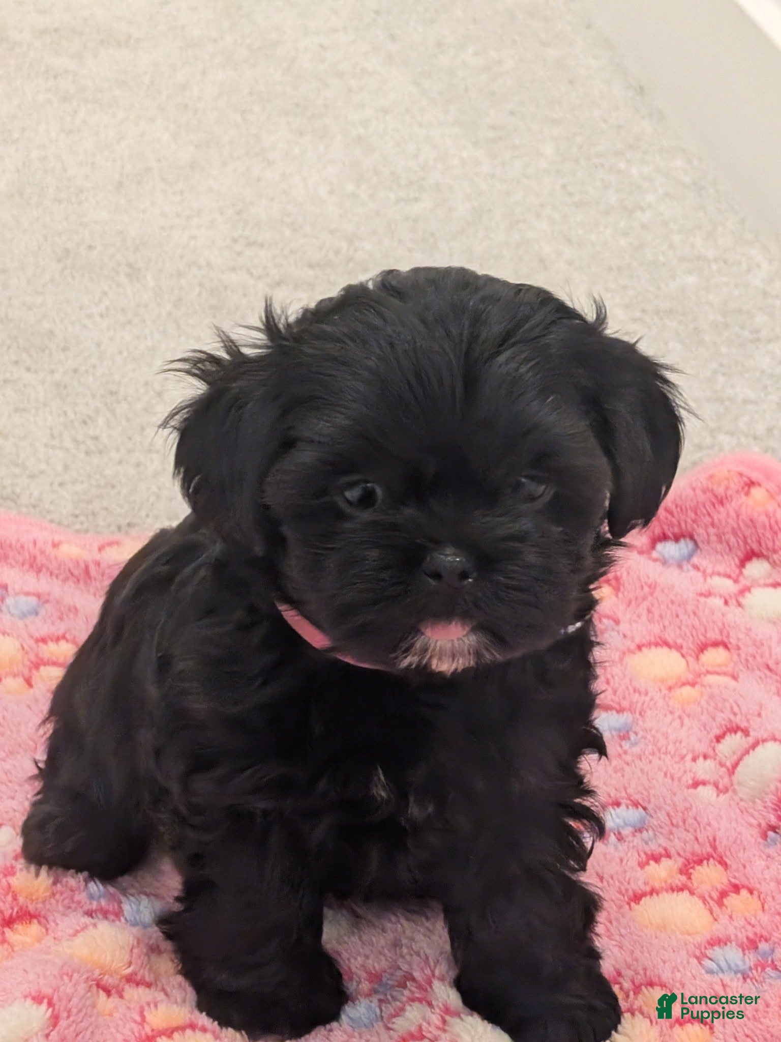 Shorkie dogs Pink puppy  - Ad 1