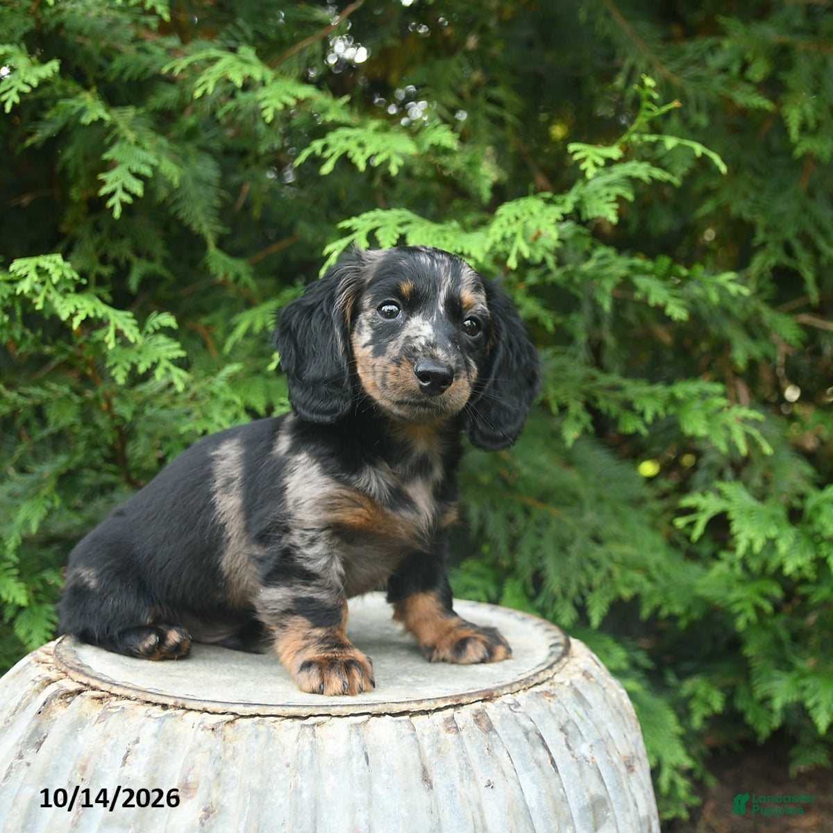 Miniature Dachshund dogs Gizmo - Ad 2