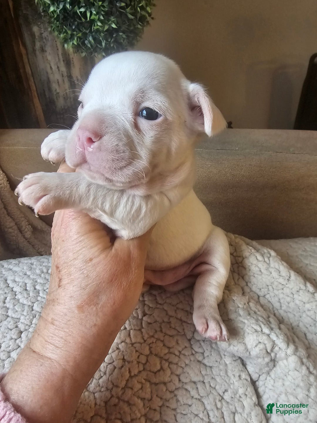 Frenchton dogs for sale: Frenchton Casper  - Ad 1