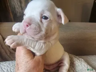 Frenchton dogs Frenchton Casper - Ad 31