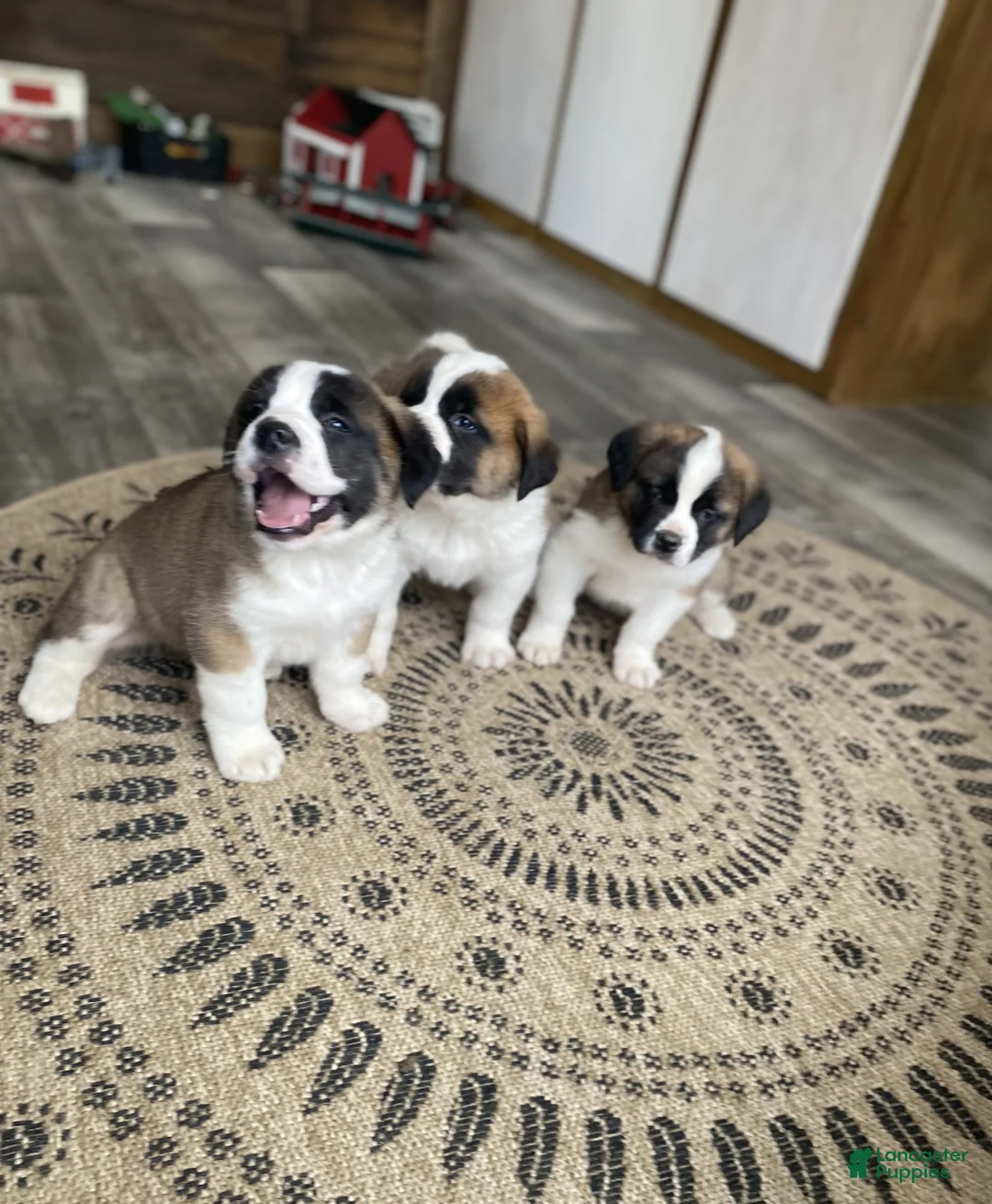 Saint Bernard dogs for sale: MARSHEL - Ad 7
