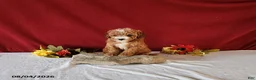 Cavapoo dogs for sale: Teacup - Ad 4