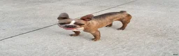 Boston Terrier dogs for sale: Candy - Ad 4