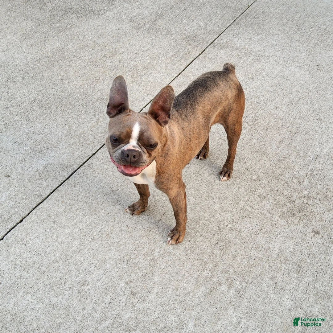 Boston Terrier dogs for sale: Candy - Ad 4