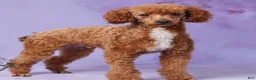 Irish Doodle dogs for sale: Max - Ad 8