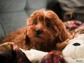 Cavapoo dogs Kash - Ad 23