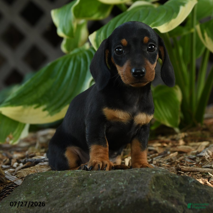 Miniature Dachshund dogs Dora - Ad 1