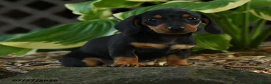 Dora
