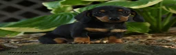 Miniature Dachshund dogs for sale: Dora - Ad 1