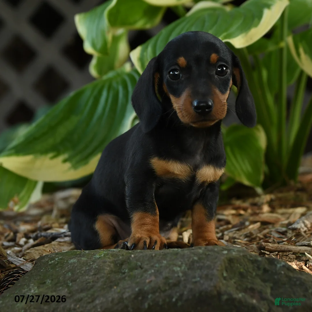 Miniature Dachshund dogs for sale: Dora - Ad 1