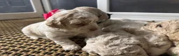 Mini Goldendoodle dogs for sale: Mini Goldendoodle 2 - Ad 16