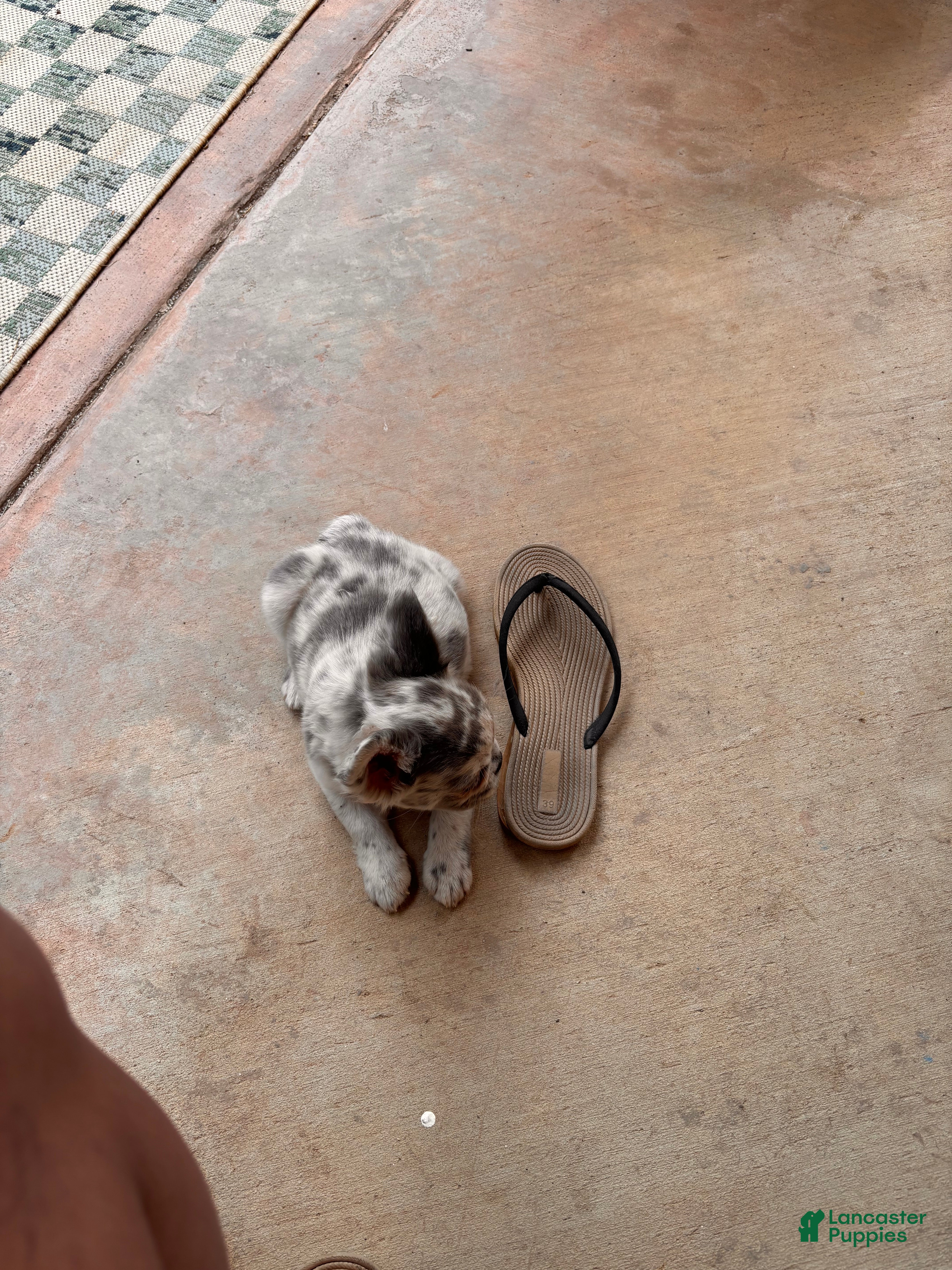 French Bulldog dogs Nevaeh - Ad 2