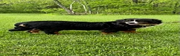Bernese Mountain Dog dogs for sale: Candy - Ad 7